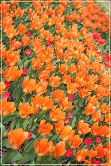 tulip1.jpg